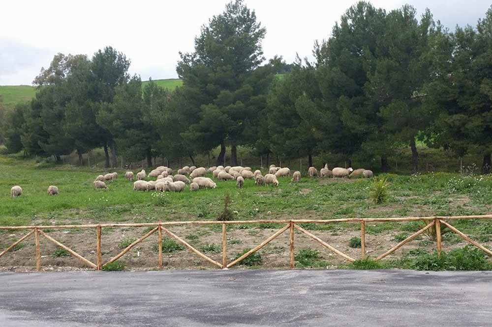 Visita di un caseificio ad Enna con degustazione di formaggi e prodotti tipici-image-6