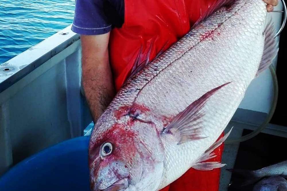 A fishing tourism boat trip to Acitrezza-image-7