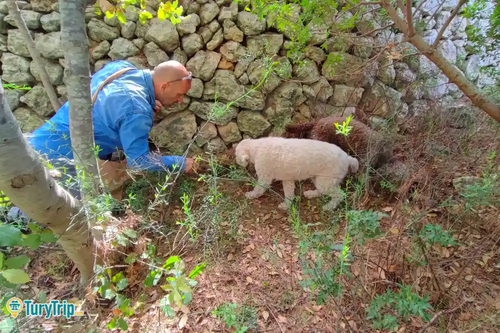 Caccia al tartufo con degustazione tra le campagne di Noto-image-5