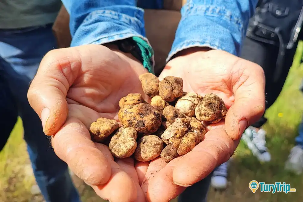 Caccia al tartufo con degustazione tra le campagne di Noto-image-7