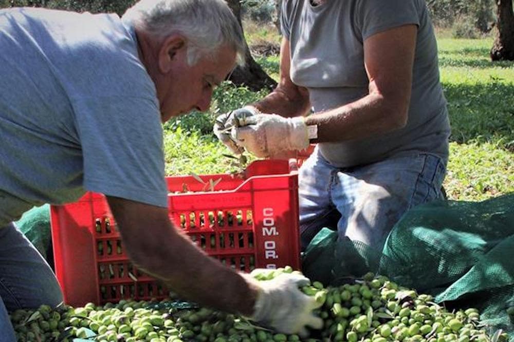Visita in frantoio con degustazione di olio e prodotti tipici vicino a Ragusa-image-9