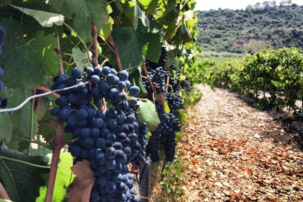 Visita in cantina in provincia di Ragusa-image-8