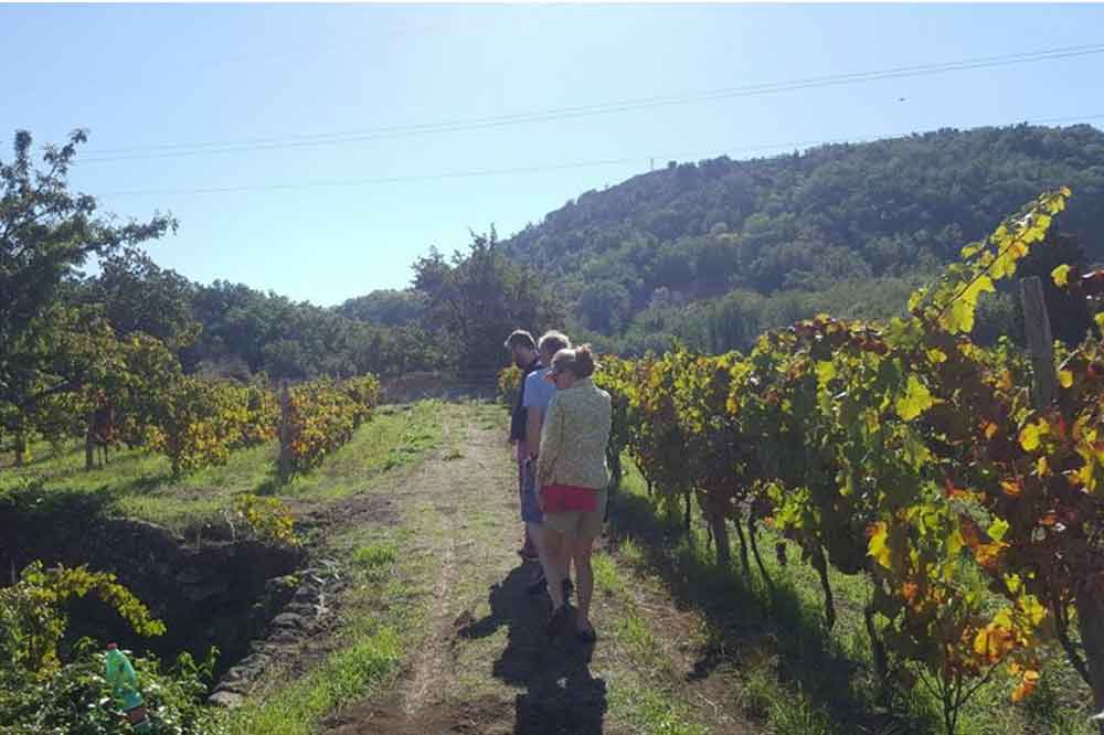 Visit of a winery with aperitif on the slopes of Mount Etna-image-7
