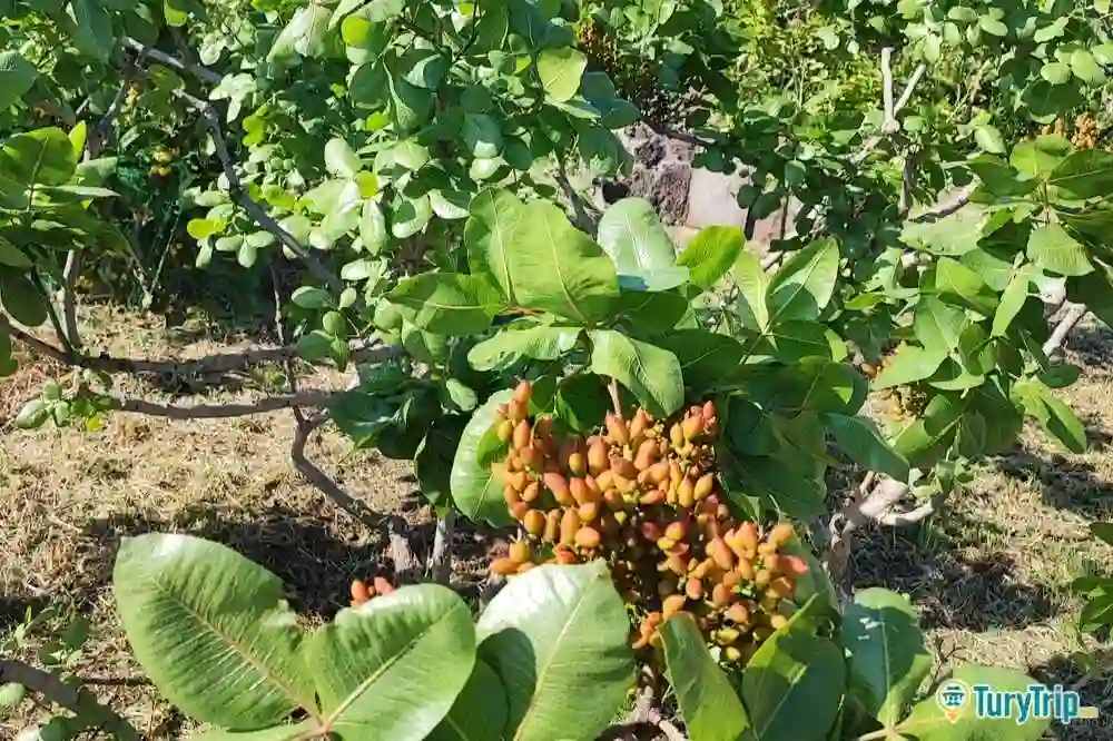 Tour alla scoperta del pistacchio di Bronte-image-5