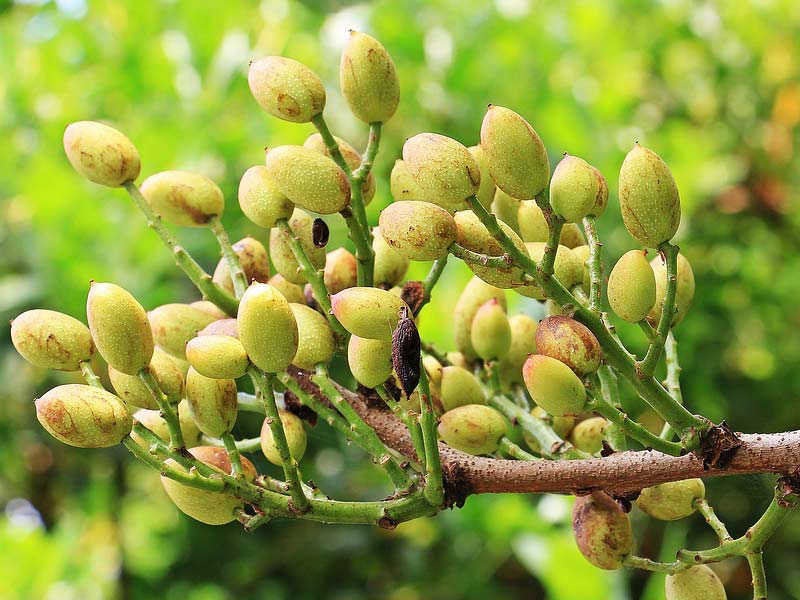 pistacchio bronte