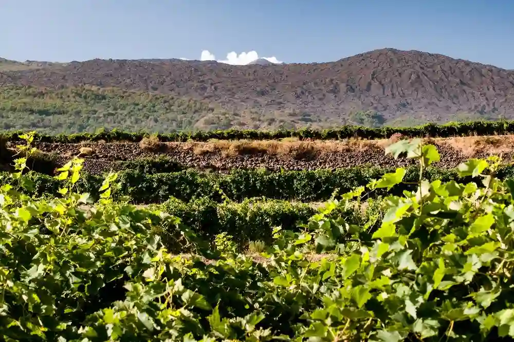 Planeta wines and oil tasting - Etna-image-6