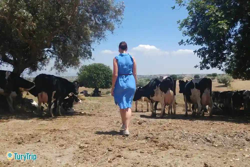 Visite d'une ferme à Modica avec dégustation de fromages et de produits typiques-image-6