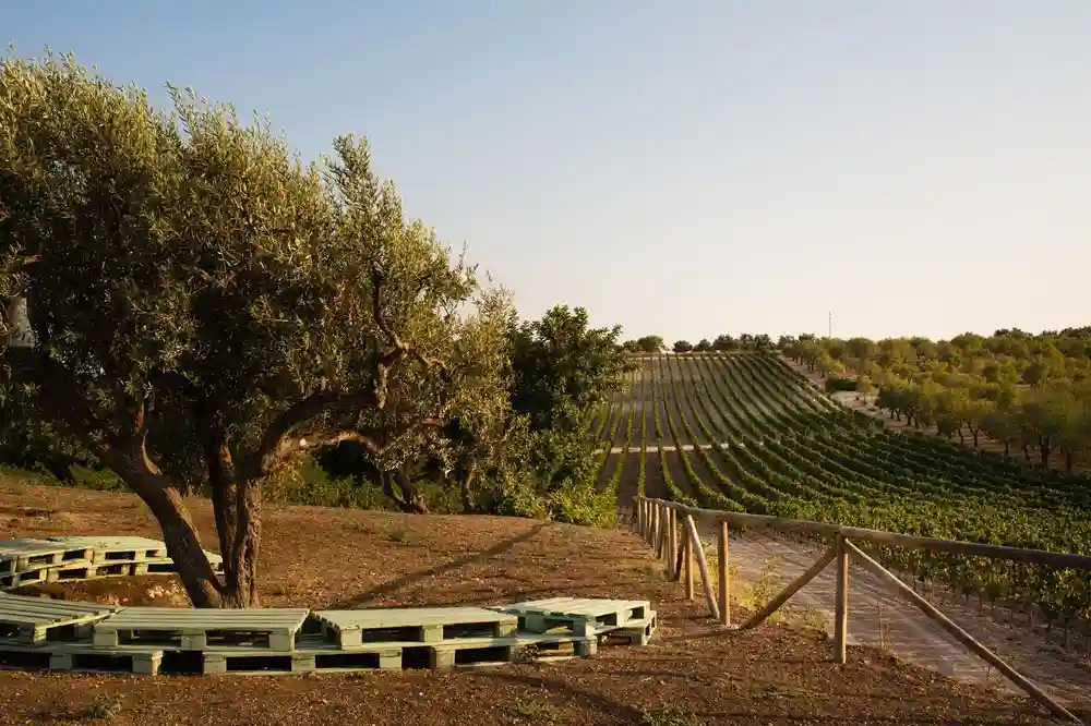 Picnic de produits typiques siciliens dans le Val de Noto-image-5