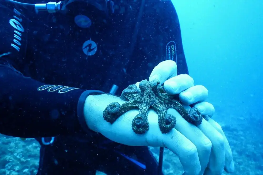 Snorkeling tour in gommone a Isola Bella-image-5